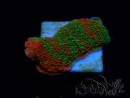WYSIWYG WWC Sunfire GRAFTED Montipora plateau