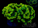 WYSIWYG Euphyllia paraancora (Mariculture acclimaté sous LED) 4H4