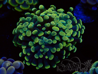 WYSIWYG Euphyllia paraancora (Maricultura acclimatata sotto LED)