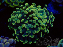 WYSIWYG Euphyllia paraancora (Mariculture acclimaté sous LED) 4I2