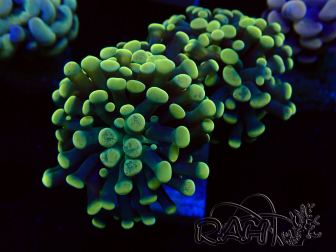 WYSIWYG Euphyllia paraancora (Mariculture acclimated under LED)