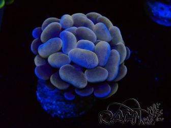 WYSIWYG Euphyllia paraancora (Maricultura acclimatata sotto LED)