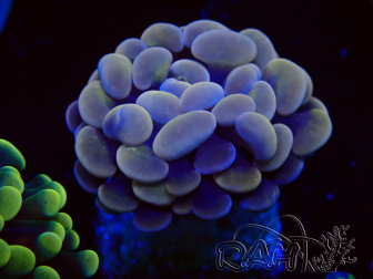 WYSIWYG Euphyllia paraancora (Marikultur akklimatisiert unter LED)