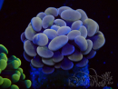 WYSIWYG Euphyllia paraancora (Mariculture acclimated under LED)