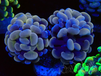WYSIWYG Euphyllia paraancora (Mariculture acclimaté sous LED) 4I9