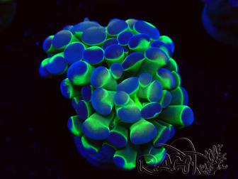 WYSIWYG Euphyllia paraancora (Mariculture acclimaté sous LED) 4J1