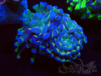 WYSIWYG Euphyllia paraancora (Mariculture acclimated under LED)