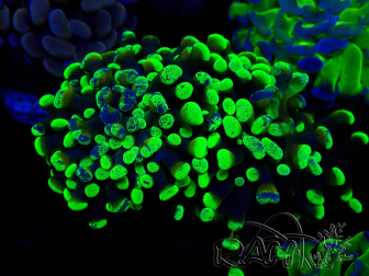 WYSIWYG Euphyllia paraancora (Maricultura acclimatata sotto LED)