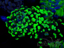 WYSIWYG Euphyllia paraancora (Mariculture acclimated under LED)