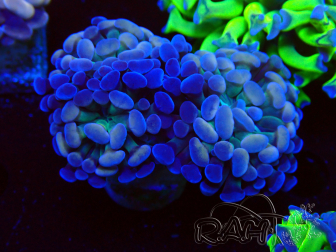 WYSIWYG Euphyllia paraancora (Maricultura aclimatada bajo LED)