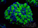 WYSIWYG Euphyllia paraancora (Mariculture acclimated under LED)