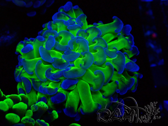 WYSIWYG Euphyllia paraancora (Mariculture acclimated under LED)
