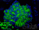 WYSIWYG Euphyllia paraancora (Mariculture acclimaté sous LED)