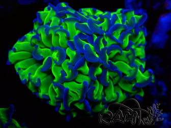 WYSIWYG Euphyllia paraancora (Mariculture acclimaté sous LED)