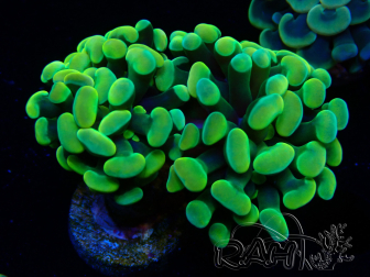 WYSIWYG Euphyllia paraancora (Mariculture acclimaté sous LED) 4H4