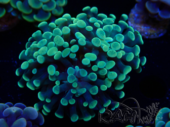 WYSIWYG Euphyllia paraancora (Mariculture acclimaté sous LED)
