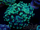 WYSIWYG Euphyllia paraancora (Mariculture acclimaté sous LED) 4I2