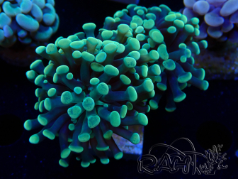 WYSIWYG Euphyllia paraancora (Mariculture acclimaté sous LED)