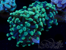 WYSIWYG Euphyllia paraancora (Mariculture acclimaté sous LED)