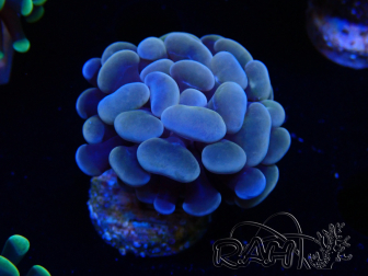 WYSIWYG Euphyllia paraancora (Mariculture acclimaté sous LED)