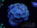WYSIWYG Euphyllia paraancora (Maricultura aclimatada bajo LED)