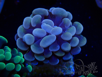 WYSIWYG Euphyllia paraancora (Mariculture acclimated under LED)