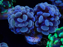 WYSIWYG Euphyllia paraancora (Mariculture acclimaté sous LED) 4I9