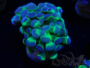 WYSIWYG Euphyllia paraancora (Mariculture acclimaté sous LED) 4J1