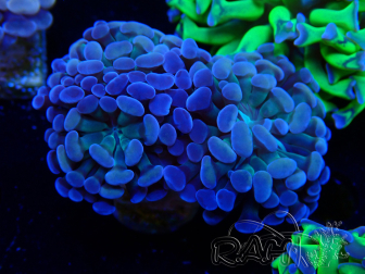 WYSIWYG Euphyllia paraancora (Mariculture acclimated under LED)