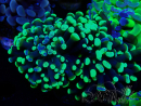 WYSIWYG Euphyllia paraancora (Maricultura aclimatada bajo LED)