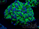 WYSIWYG Euphyllia paraancora (Mariculture acclimaté sous LED)
