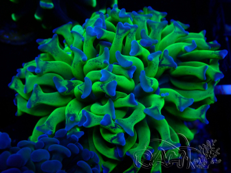 WYSIWYG Euphyllia paraancora (Mariculture acclimaté sous LED) 4J8