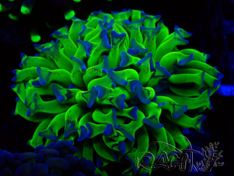 WYSIWYG Euphyllia paraancora (Mariculture acclimaté sous LED) 4J8