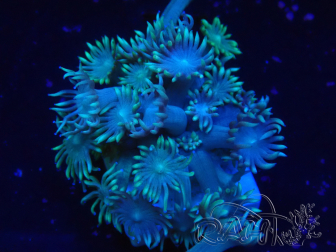 WYSIWYG Goniopora Bubblebath