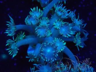 WYSIWYG Goniopora Bubblebath 19J2