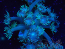 WYSIWYG Goniopora Bubblebath 19J2