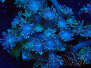 WYSIWYG Goniopora Bubblebath 19J3