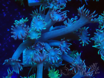 WYSIWYG Goniopora Bubblebath 19J4