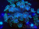 WYSIWYG Goniopora Bubblebath