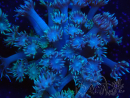 WYSIWYG Goniopora Yellow Tentacles