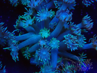 WYSIWYG Goniopora Yellow Tentacles