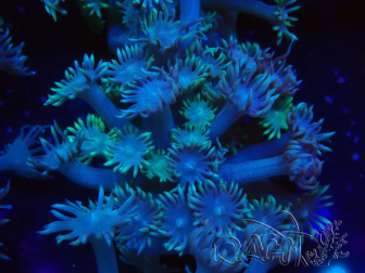WYSIWYG Goniopora Yellow Tentacles