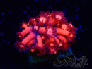 WYSIWYG Goniopora