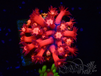 WYSIWYG Goniopora 9L2