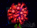 WYSIWYG Goniopora 9L2