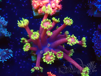 WYSIWYG Goniopora 9L3
