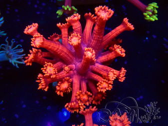 WYSIWYG Goniopora 9L4