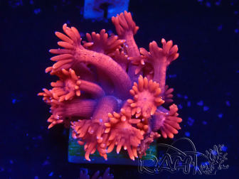 WYSIWYG Goniopora 9M1