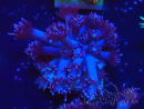 WYSIWYG Goniopora 9M2