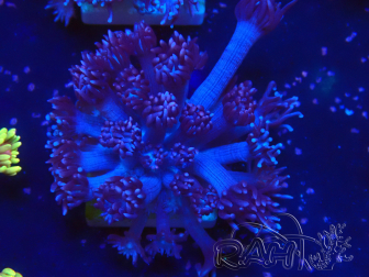 WYSIWYG Goniopora 9M3